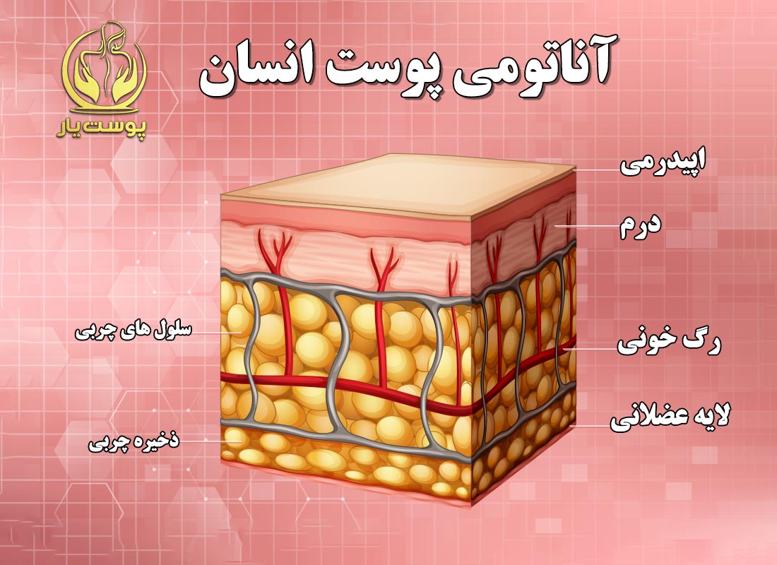 آناتومی پوست  و معرفی 4 لایه اصلی پوست